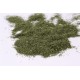 Aneth 100 Gr