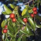Jujube 200 Gr