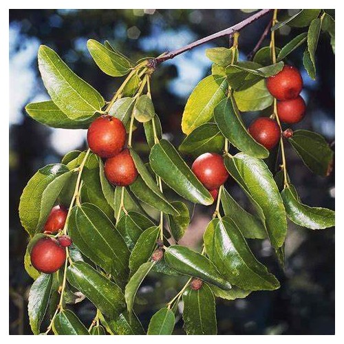 Jujube 200 Gr