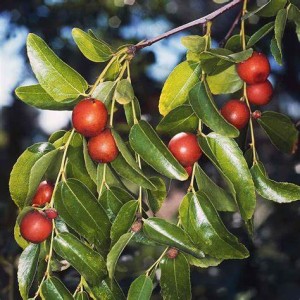 Jujube 200 Gr