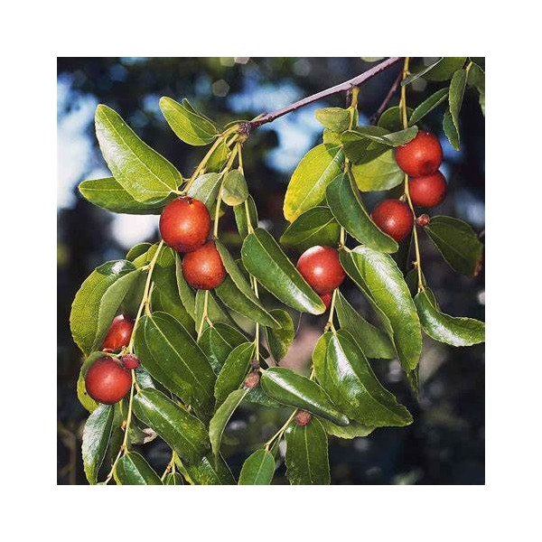 Jujube 200 Gr