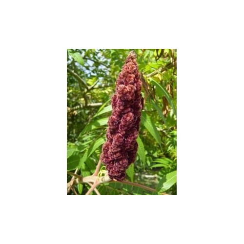 Sumac Rouge 250 Gr