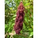 Sumac