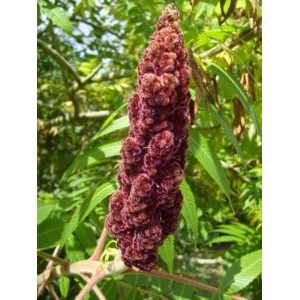 Sumac Rouge 250 Gr