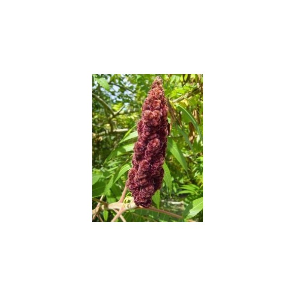 Sumac