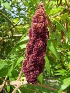 Sumac Rouge 250 Gr